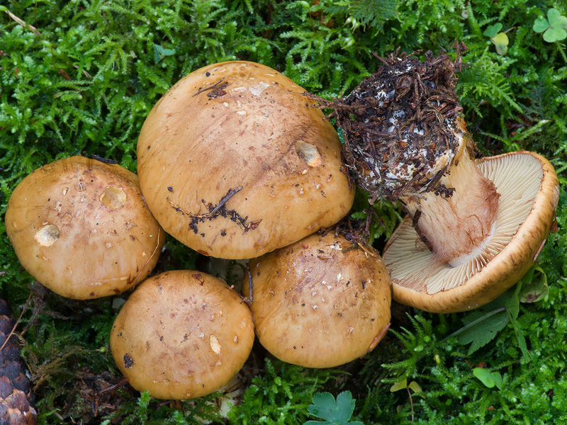 Cortinarius elegantior